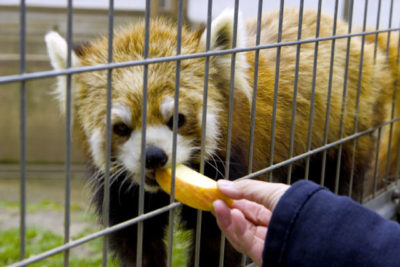 夏休みお勧め、茶臼山動物園！！